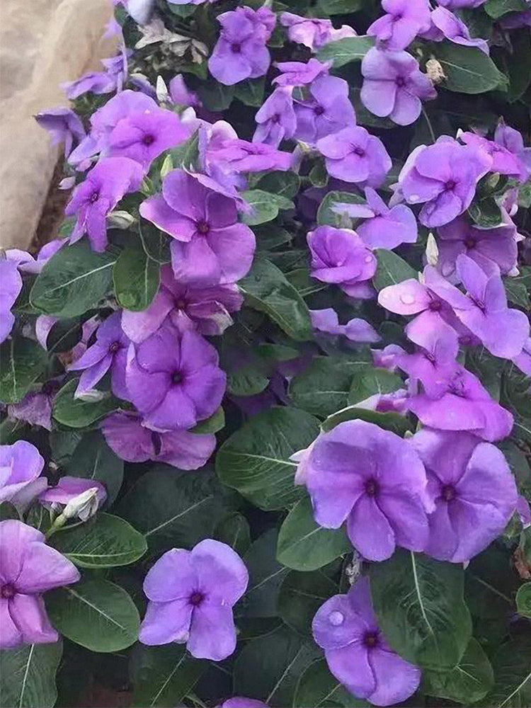 Blue Madagascar Periwinkle (Catharanthus roseus)