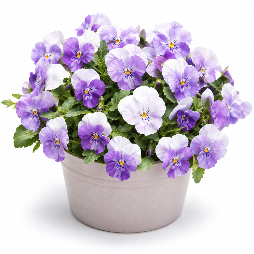 U2337 Floral Power Pink Beacon F1 Viola