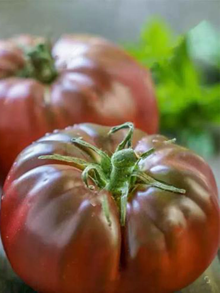 Marsha's Starfighter Beefsteak Hybrid Tomato