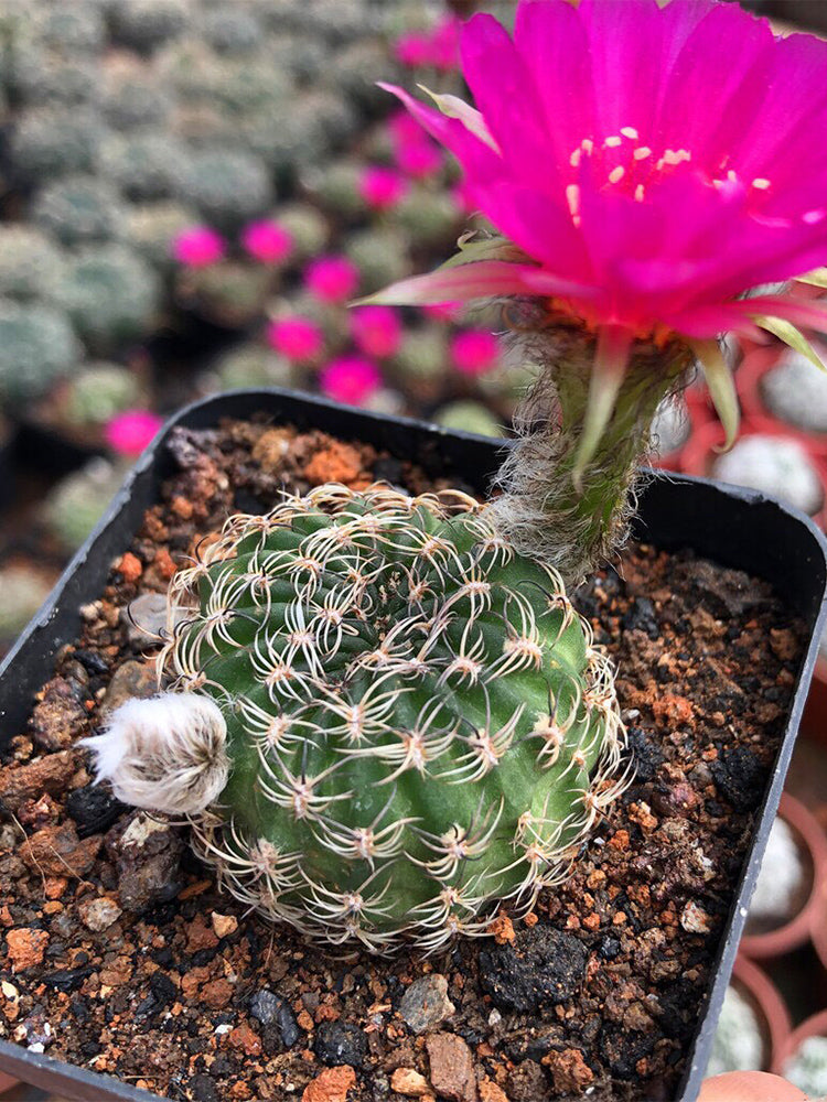 Lobivia famatimensis