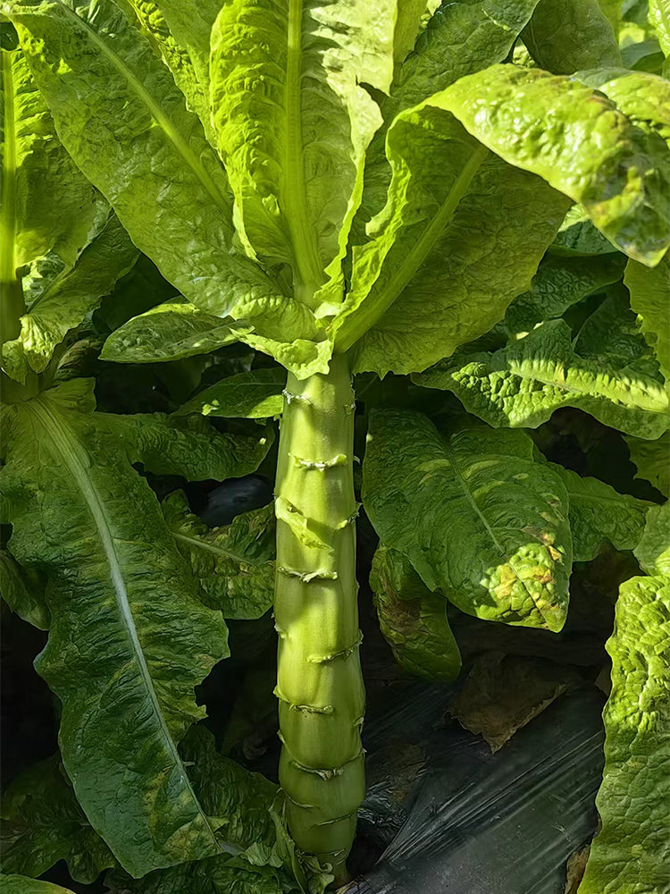 Jade Stem Lettuce