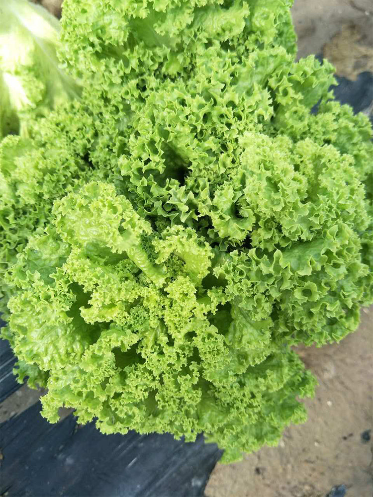 Xishuai Lollo Bionda Lettuce