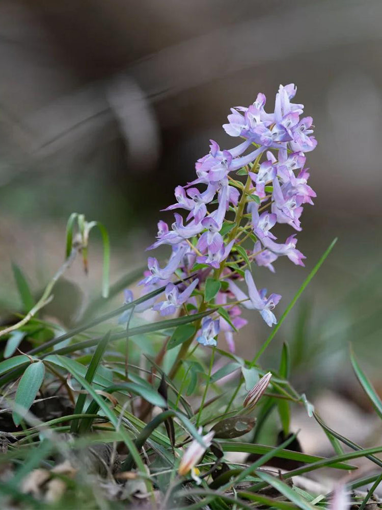 Yanhusuo (Corydalis yanhusuo)
