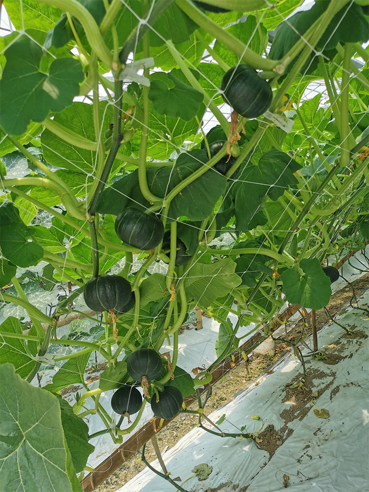 Beibei No.4 Baby Pumpkin