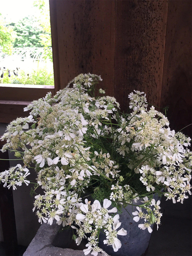 White Laceflower (Orlaya grandiflora)