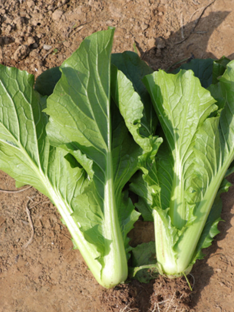 Emerald Green Baby Bok Choy