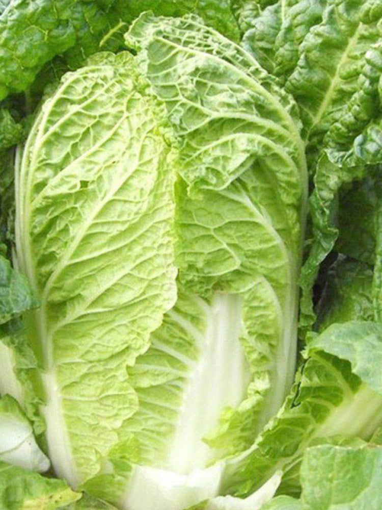 Beijing New No.3 Cabbage