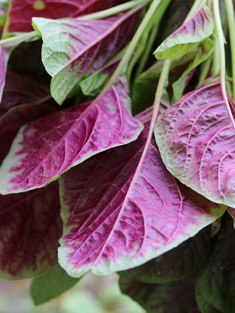 Xishuai Red Amaranth