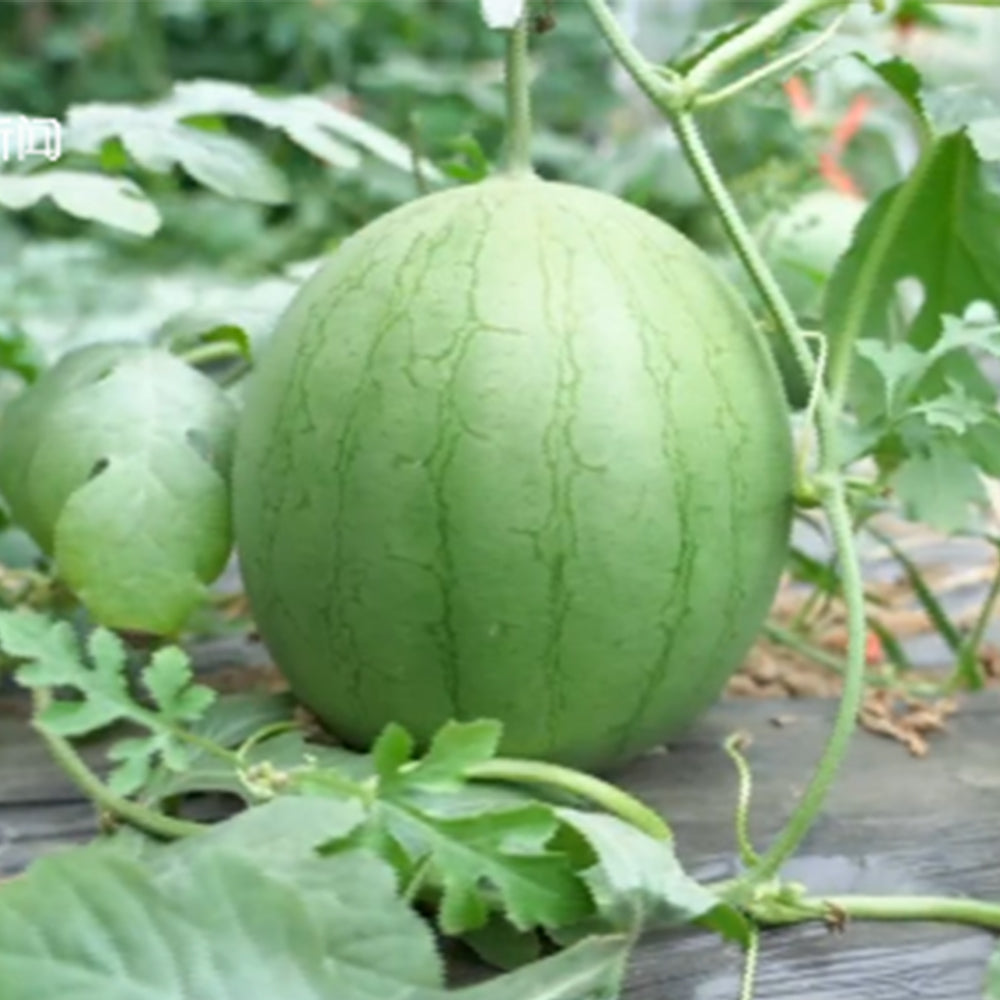 5 Bags (20 Seeds / Bag) of 'Xiaolan Peeling' Series Watermelon Seeds