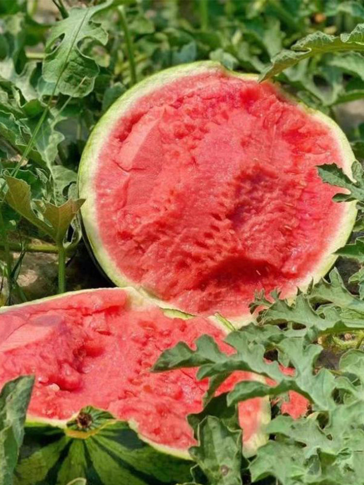 "Bingchuan Meidu" Watermelons