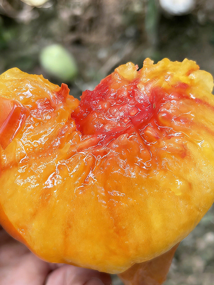 Cocktail Fruit Tomato