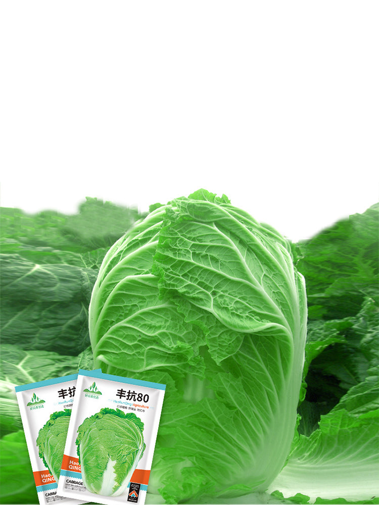 Fengkang 80 Chinese Cabbage