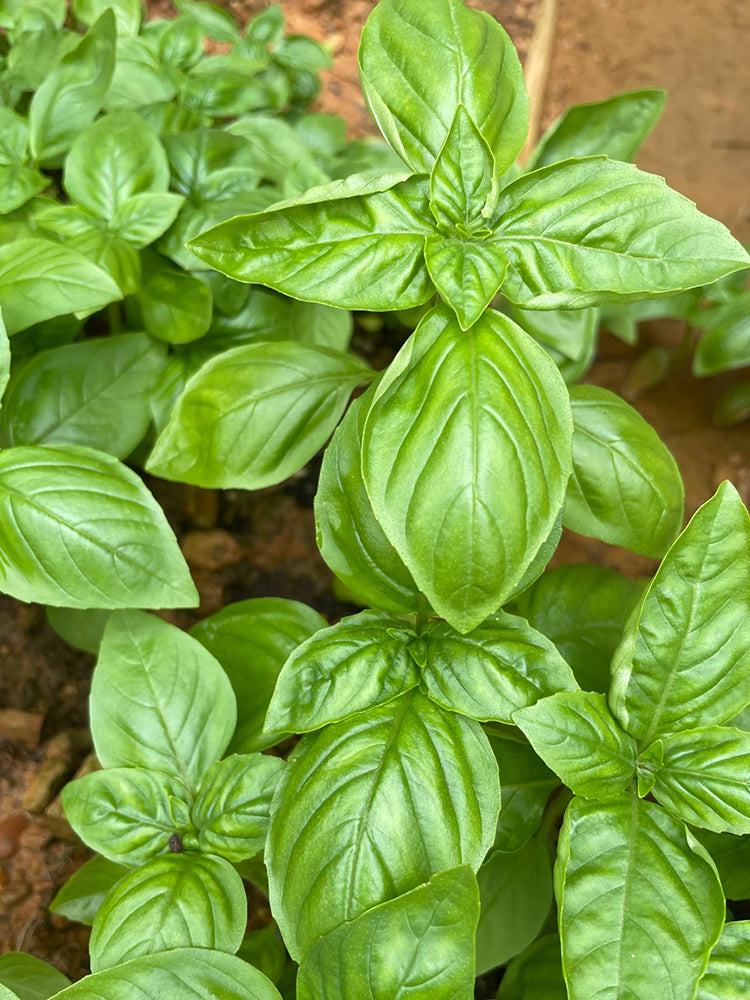 Giant Leaf Basil