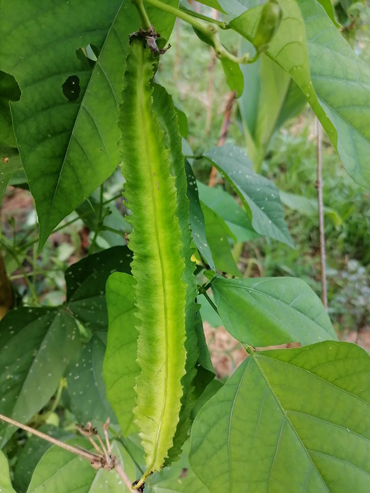 Winged Bean