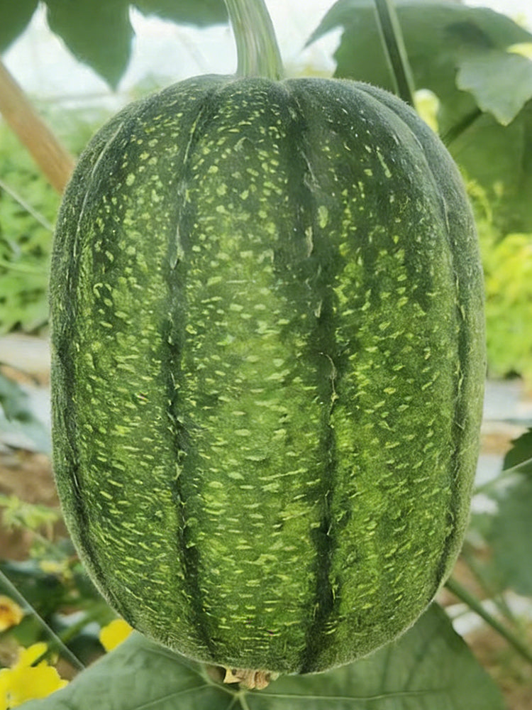 Taifeng No. 1 Apple Luffa