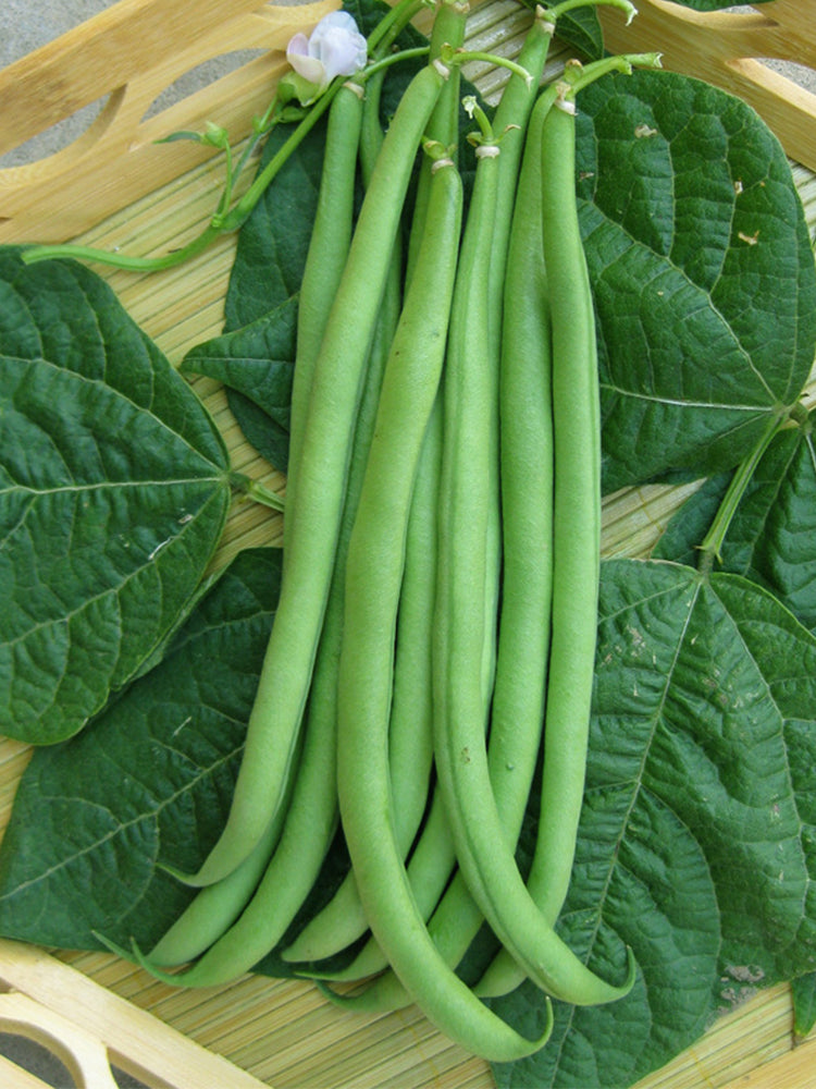 Pioneer Snap Beans