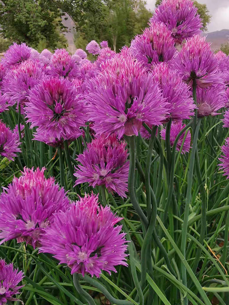 Allium schoenoprasum