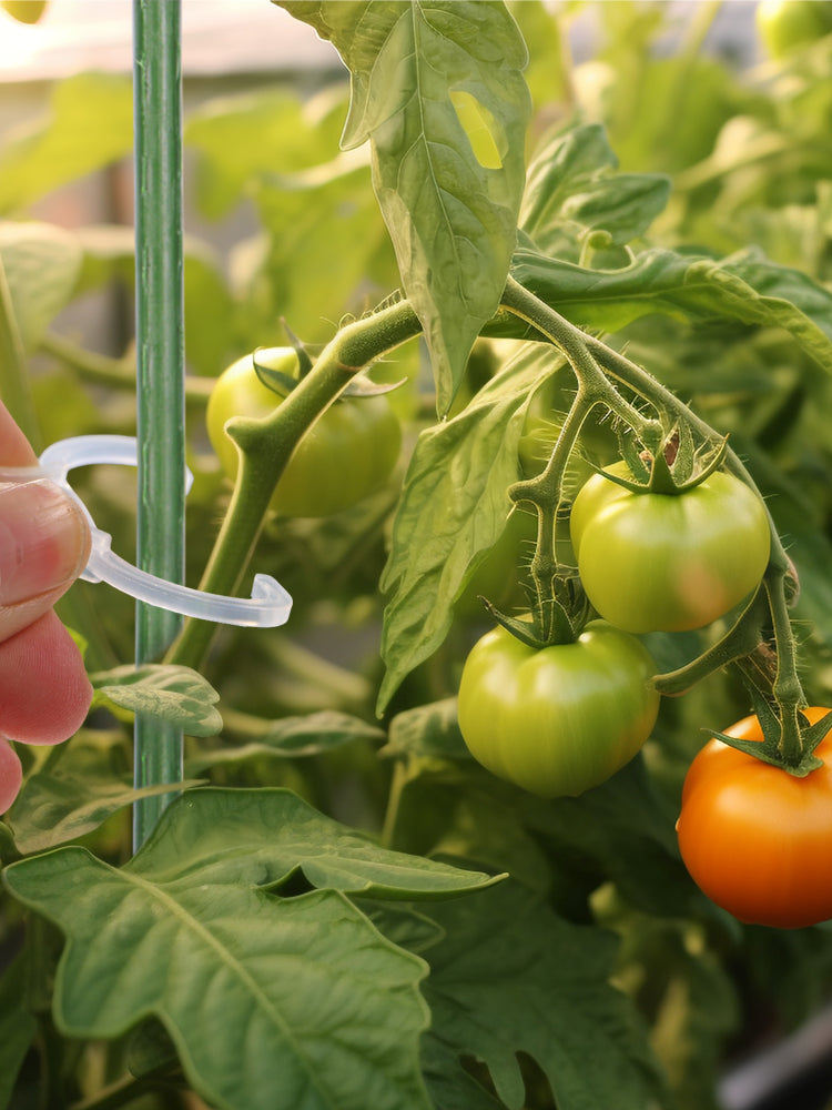 N220 Garden Vine Management
