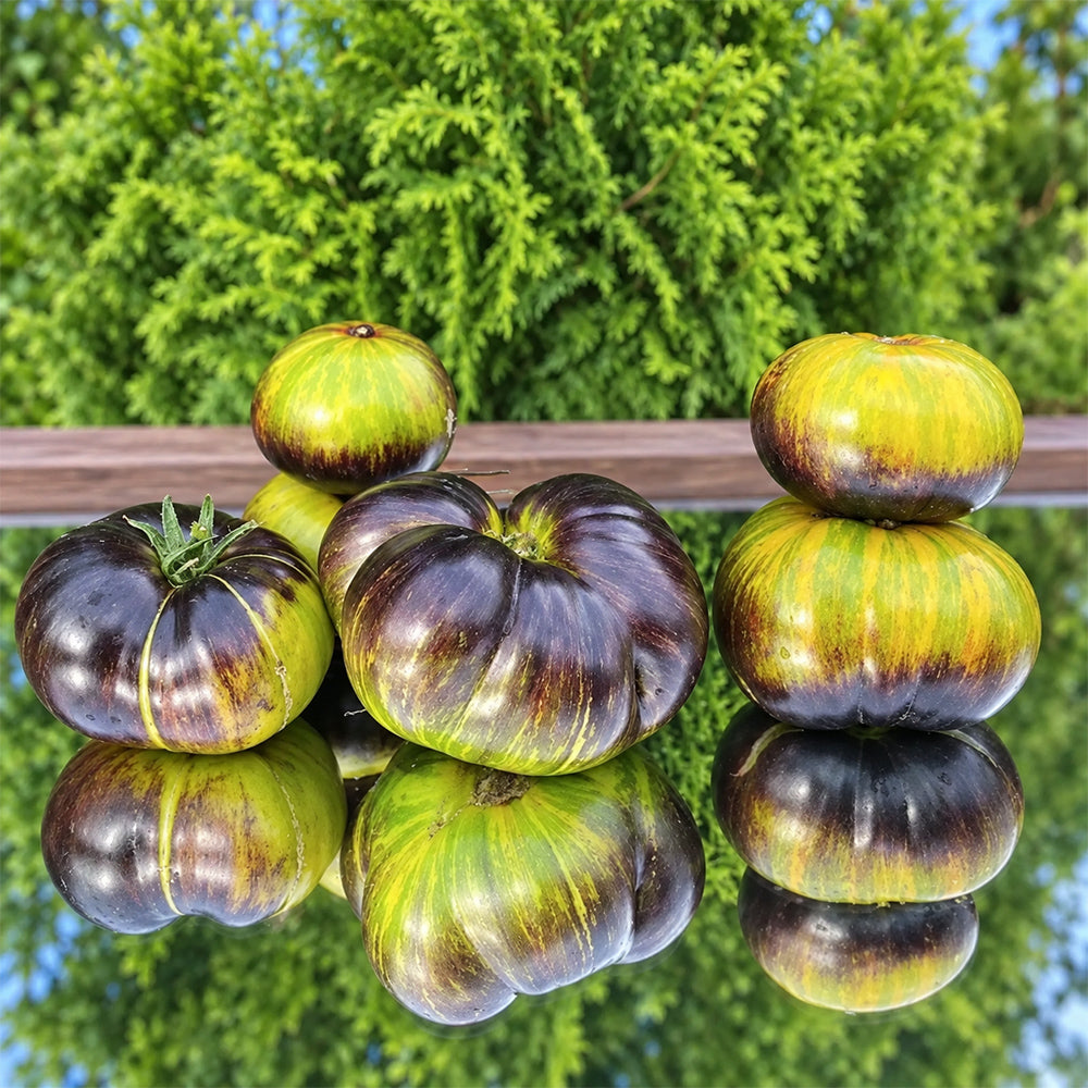 411 Xanadu Green Goddess Tomato