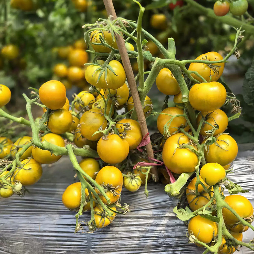 646 Dwarf Devil's Garden Tomato