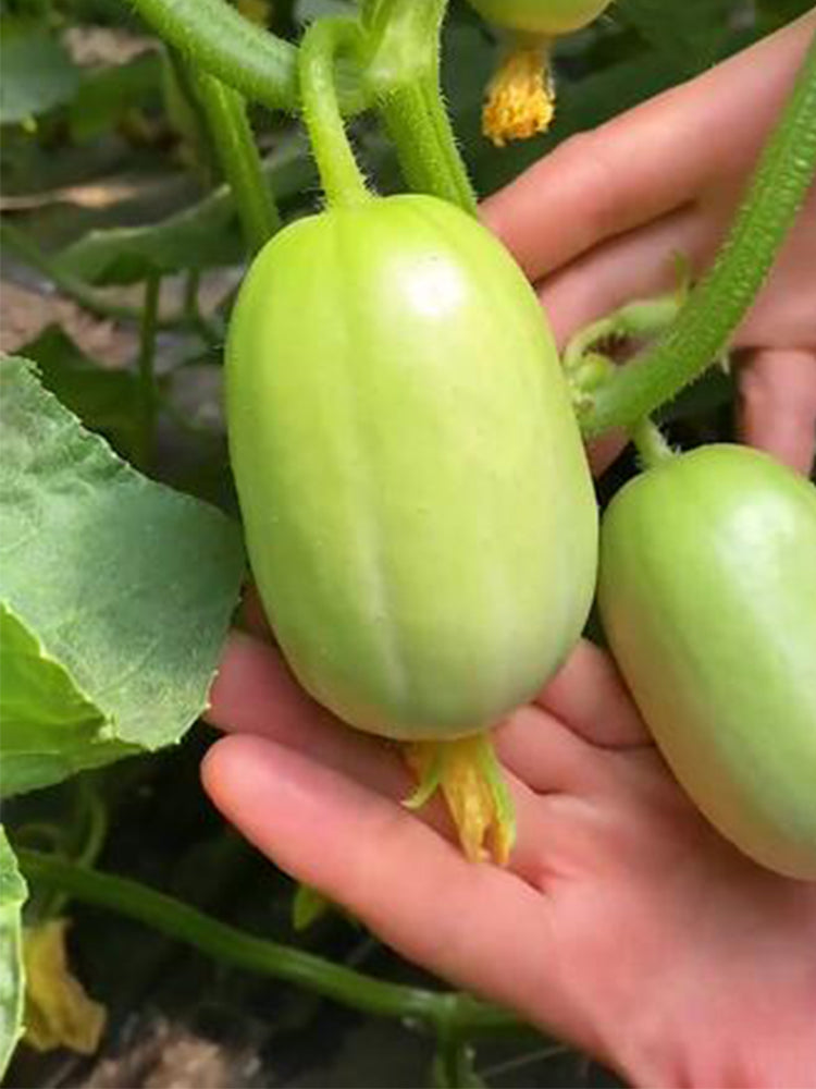Yunü Mini Fruit Cucumbers
