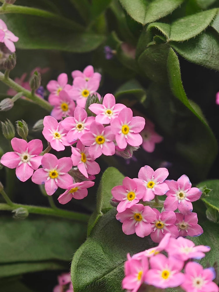Pink Alpine Forget-Me-Not