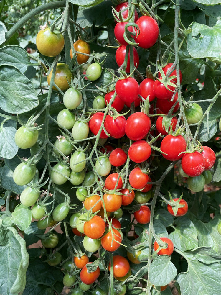 Hongcuili Cherry Tomato