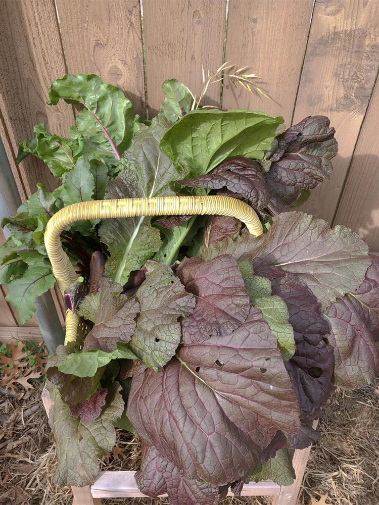 'Splendid 2099' Purple Leaf Mustard