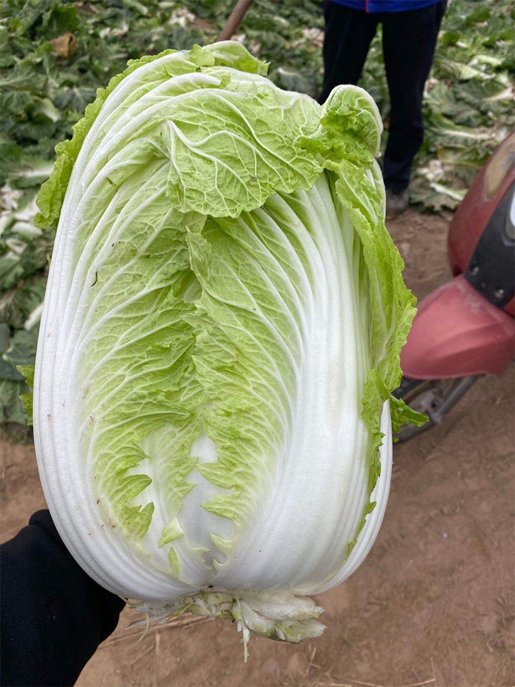 'Shengqiu 80' Chinese Cabbage