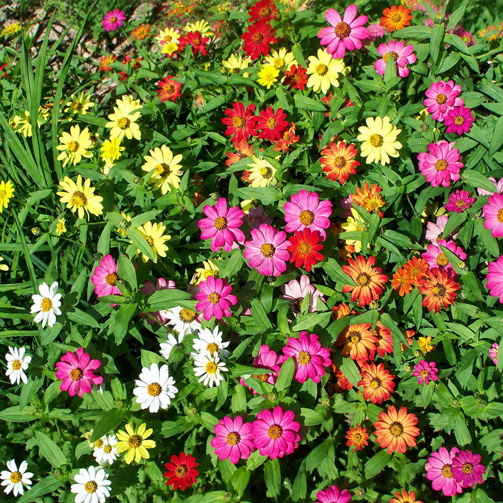 W1341 Dwarf Small-Flowered Zinnia Mix