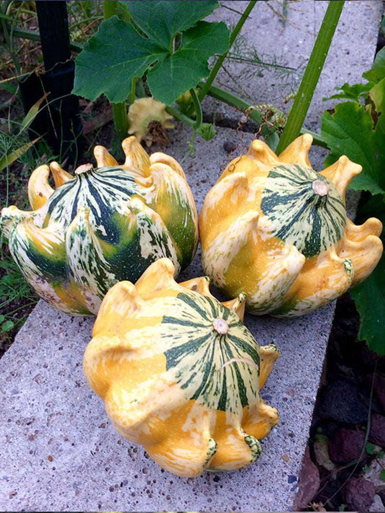Crown of Thorns Gourd