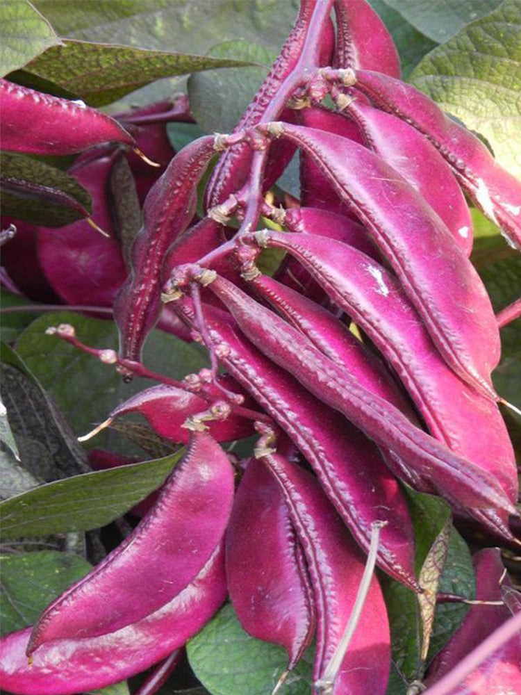 Purple Hyacinth Beans