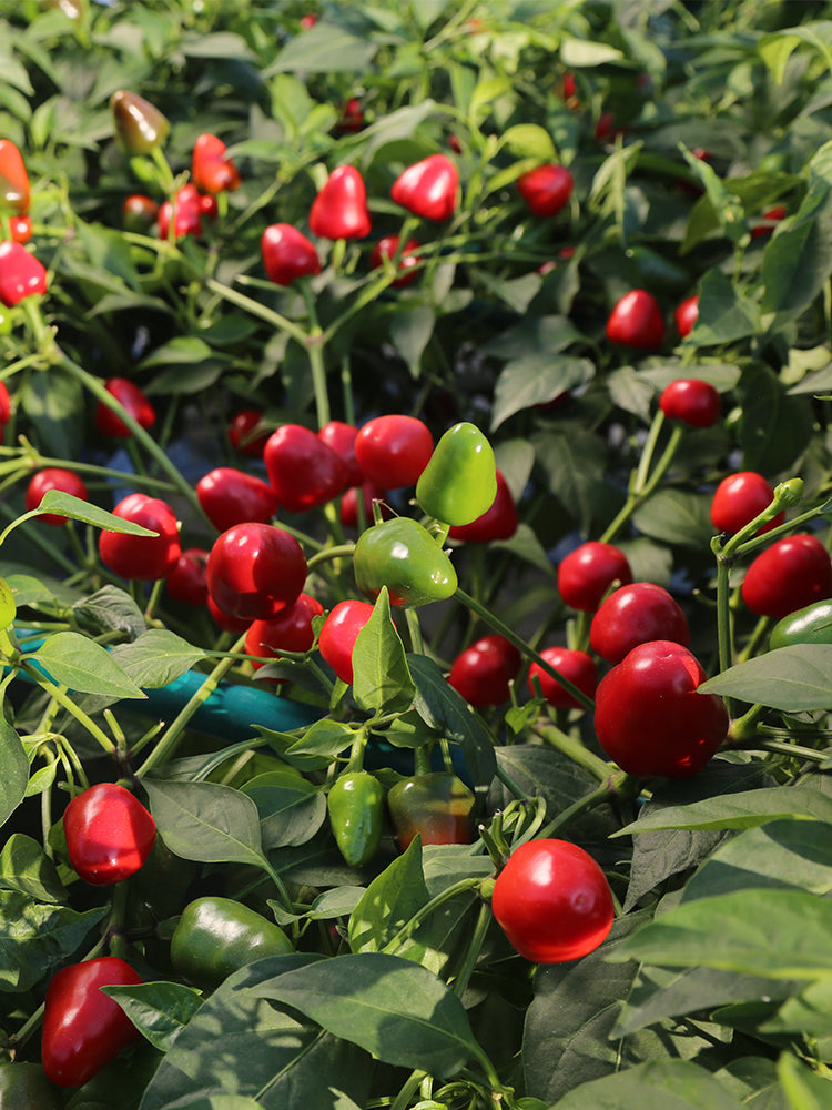 Pearl Ornamental Pepper (Capsicum annuum)
