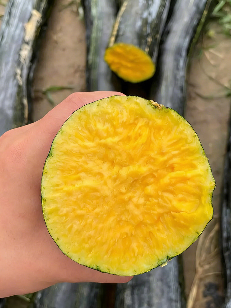 Black Oxleg Black Honey Pumpkin