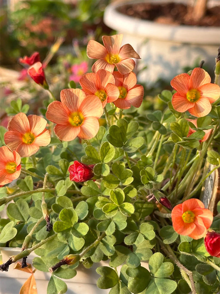 Oxalis versicolor 'Cherry Cream'