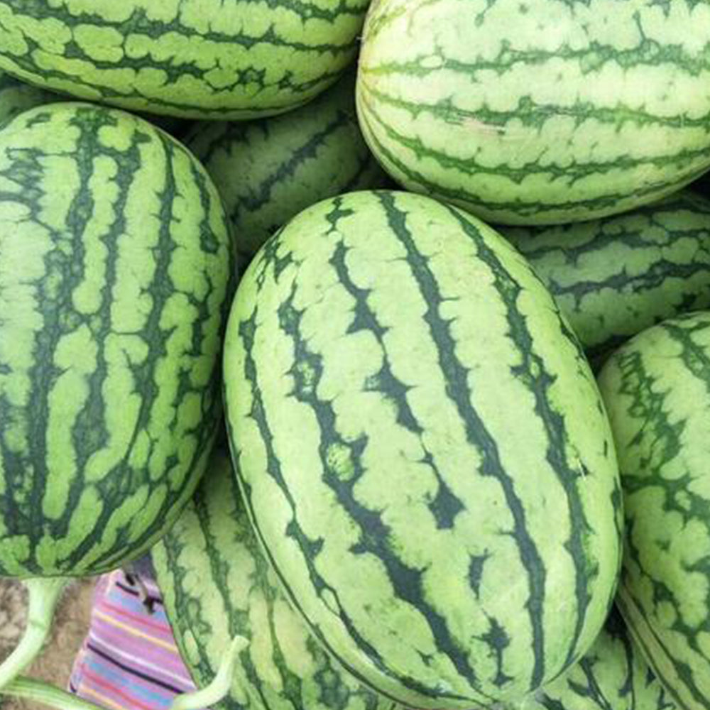 5 Bags (25 Seeds / Bag) of 'Lanzhou P2' Series: Large-Fruit, Traditional Variety, Super Sweet Watermelon