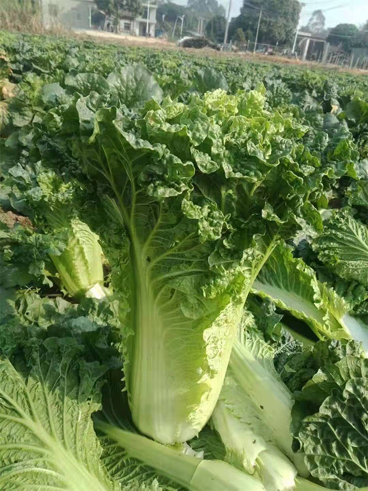 'Cuiqing No.8' Chinese Cabbage