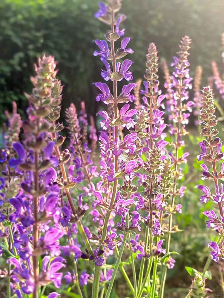 Purple Salvia (Salvia japonica Thunb.)