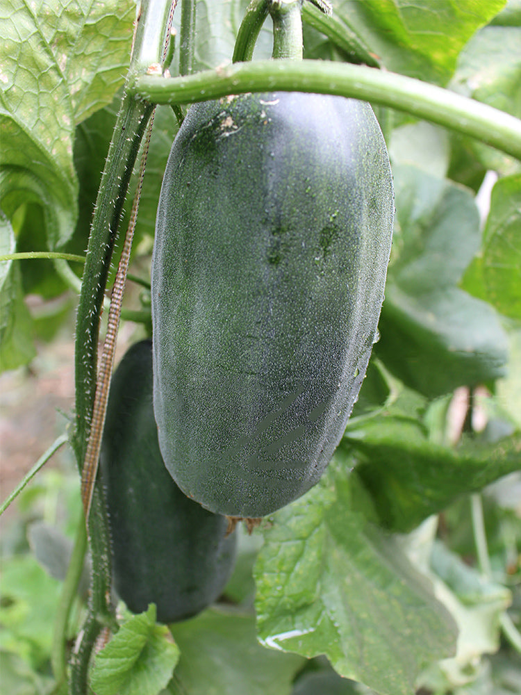 Flying No.8' Sweet Melon Hybrid F1