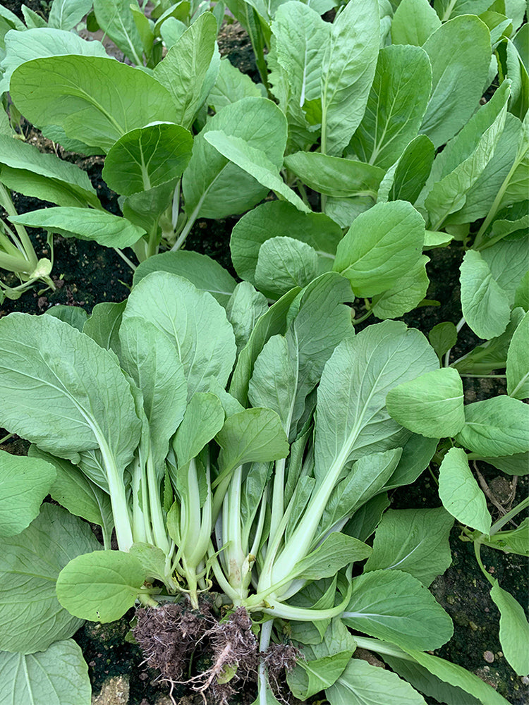 Tianfei Beautiful Pakchoi