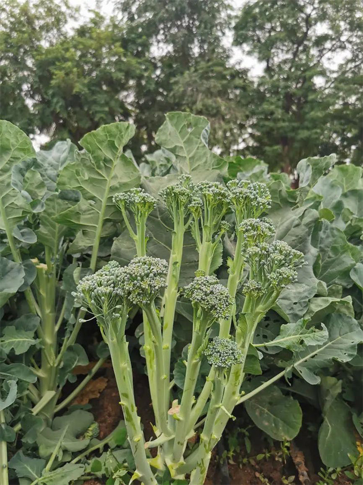 Qinghuatai No.1 Broccolini