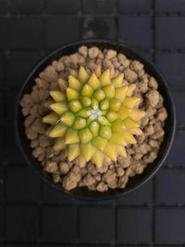 Variegated Mammillaria