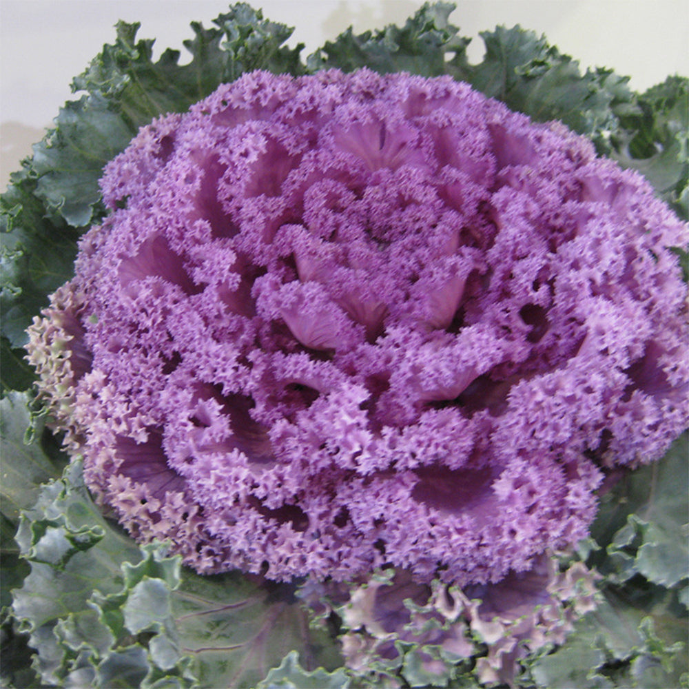 5 Bags (100 Seeds / Bag) of Mixed Kale