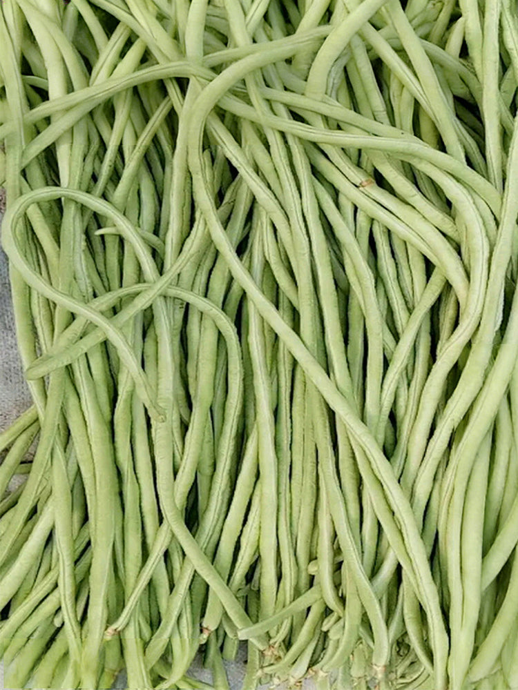 'Jiemei' Tianzhu White Long Bean