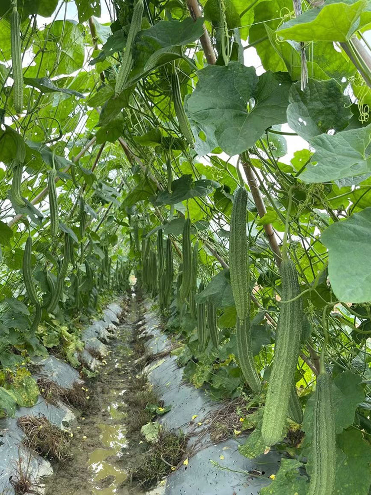 Jiemei Yaxiu No. 2 Luffa