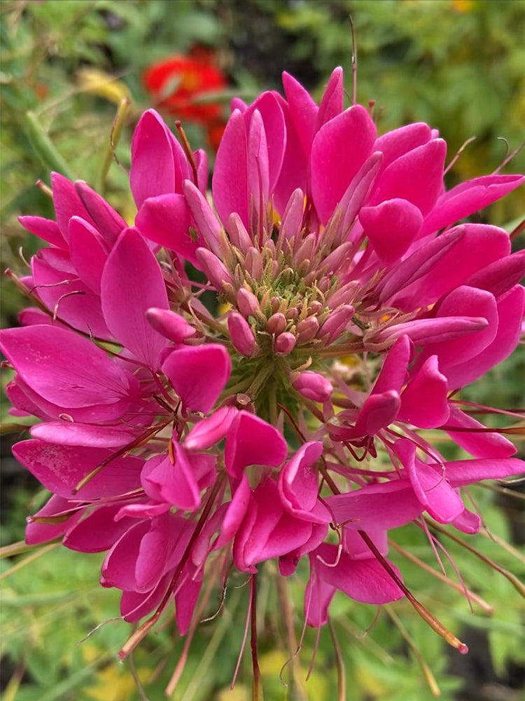 Rose Red Spider Flowers (Cleome houtteana)