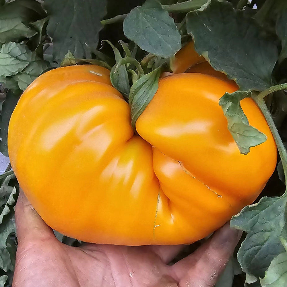 703 Orange Happiness Ukrainian Tomato