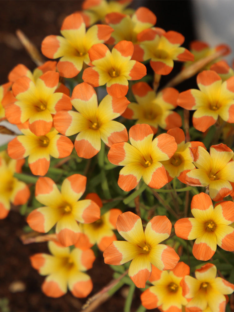 Oxalis 'Tricolor'