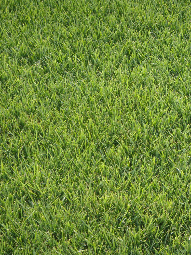Festuca arundinacea 'Rebel V BT'