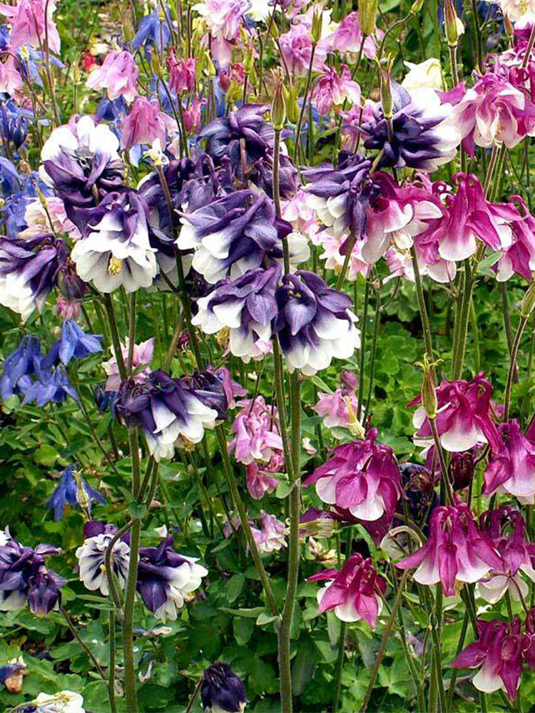 Aquilegia vulgaris 'Crown'